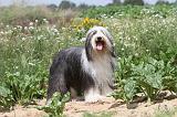 BEARDED COLLIE 031